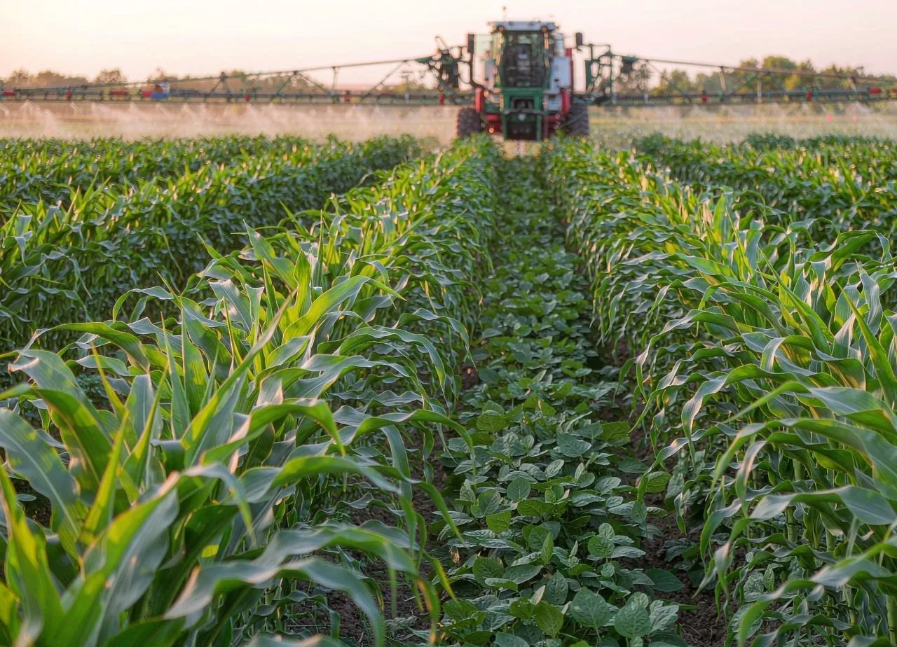 cat-herbicides